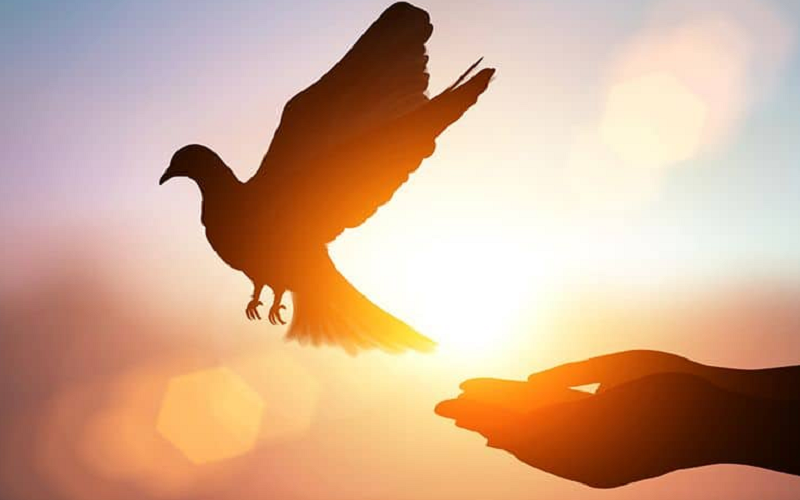 Reacciones de animales ante la presencia de La Virgen